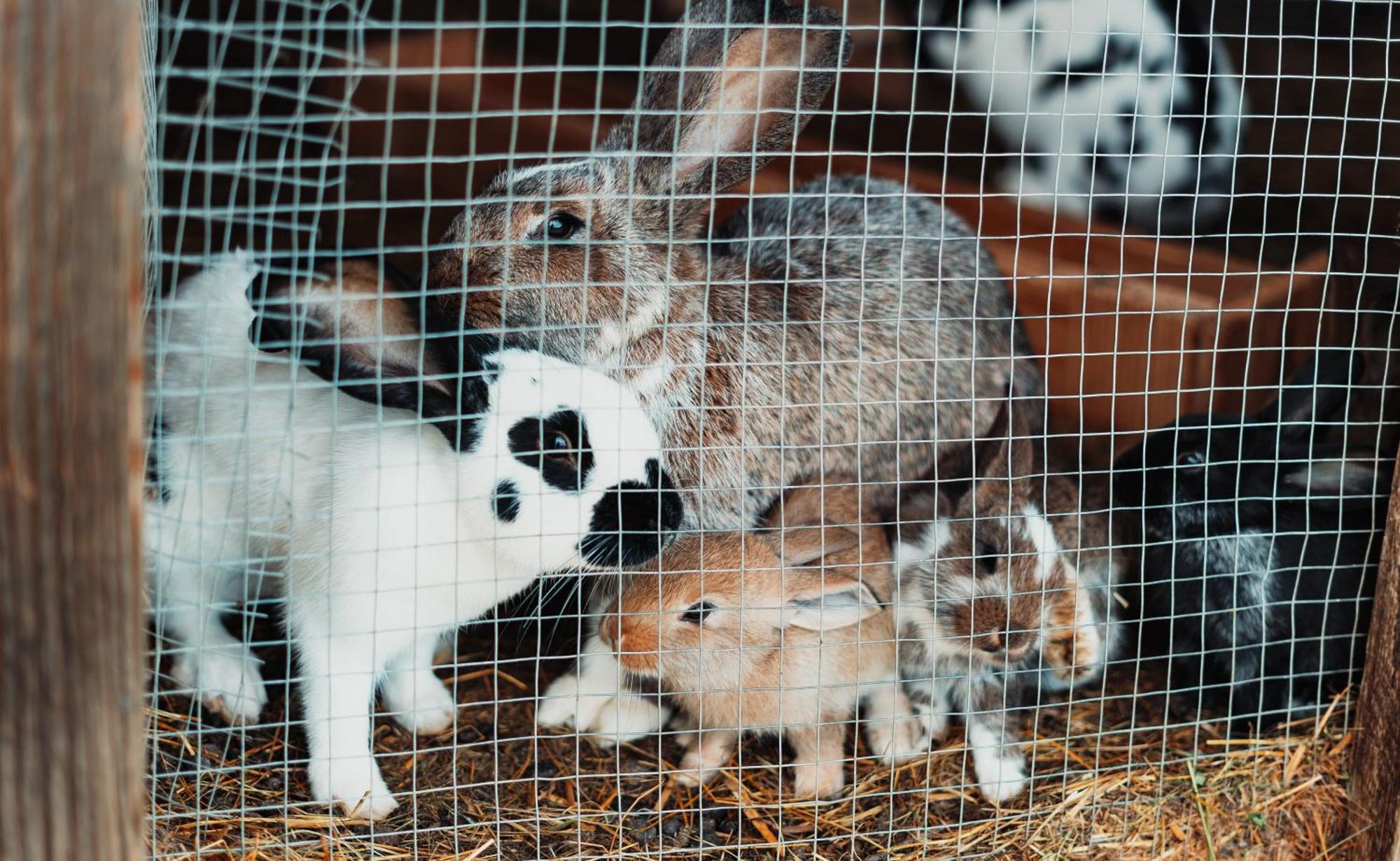 Mei Zeit Huettendorf Turracher Höhe Kültér fotó